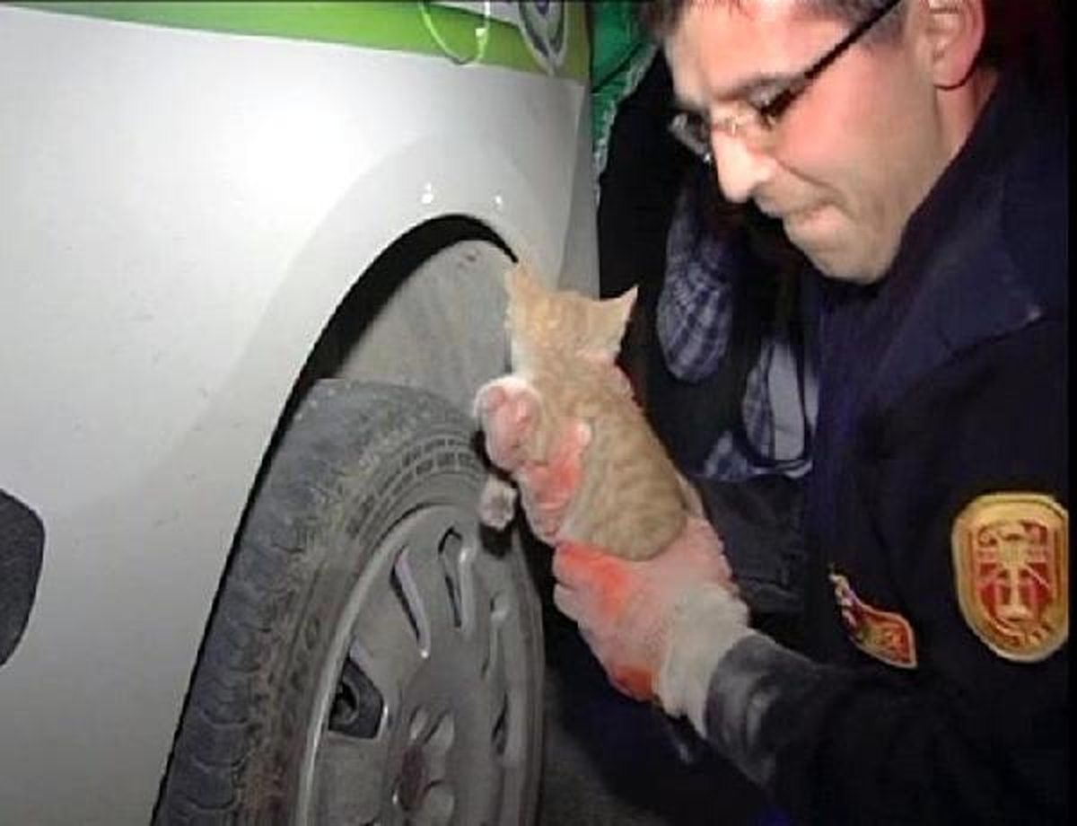 Zabıta Aracının Altına Giren Yavru Kediyi İtfaiyeciler Çıkarttı