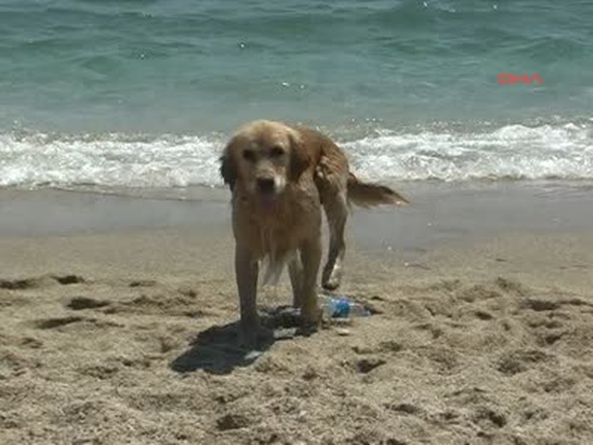 Alanya Plajları Cıvıl Cıvıl