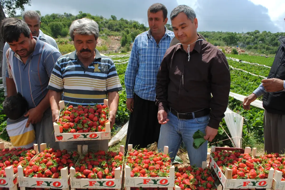 Silifke Yaylalarında Domatese Alternatif Çilek Ekildi