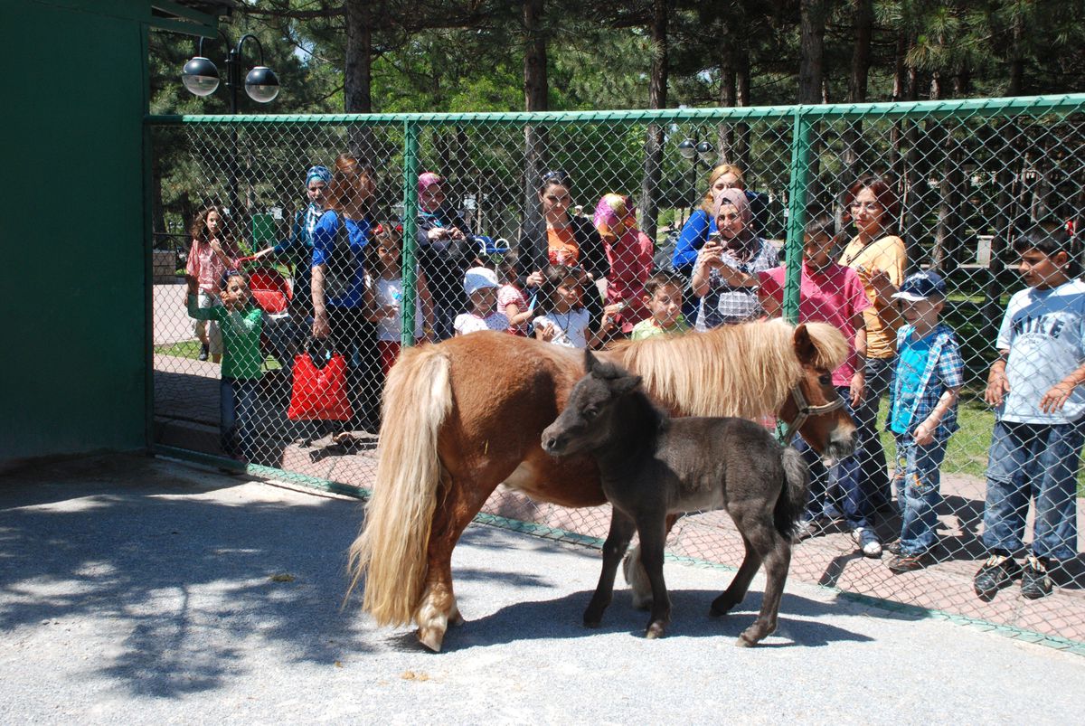 Beştepeler\'de Yavru Midilli İlgi Odağı Oldu