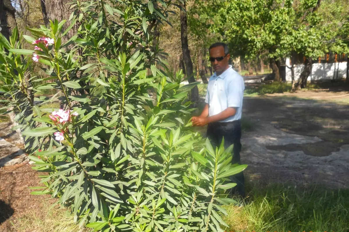 Dalaman\'da Kırtırtılı ile Mücadele Çalışmaları