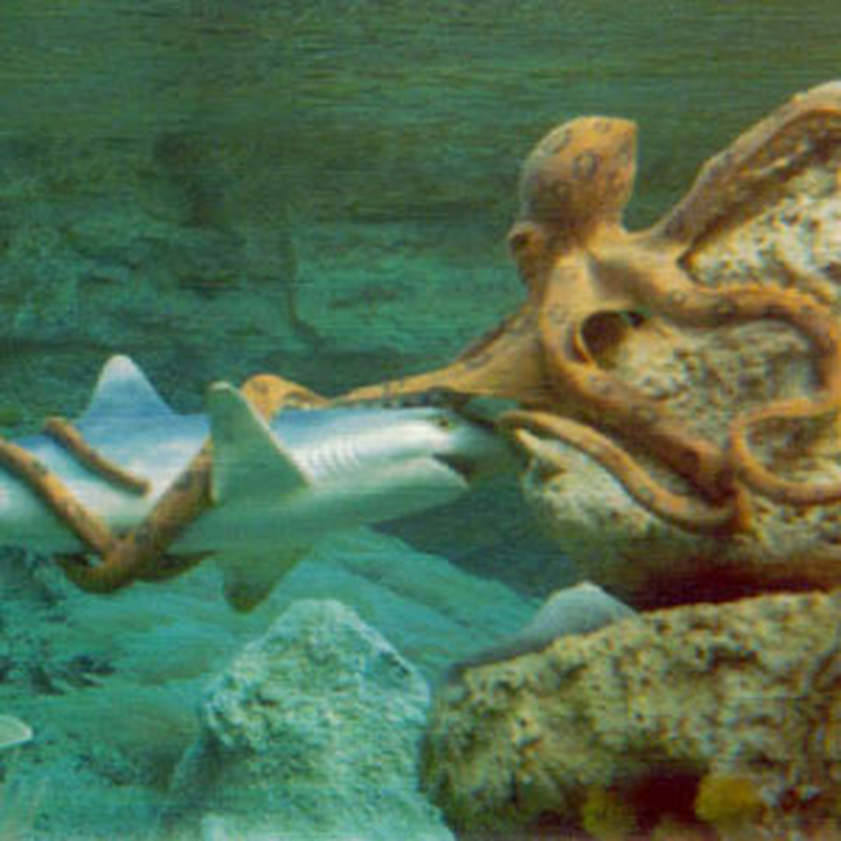 Ahtapot, Köpek Balığını Yuttu