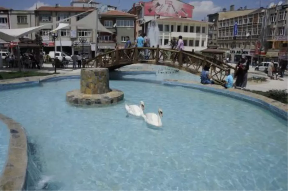 Kuğulu Parkın Ev Sahipleri Geldi