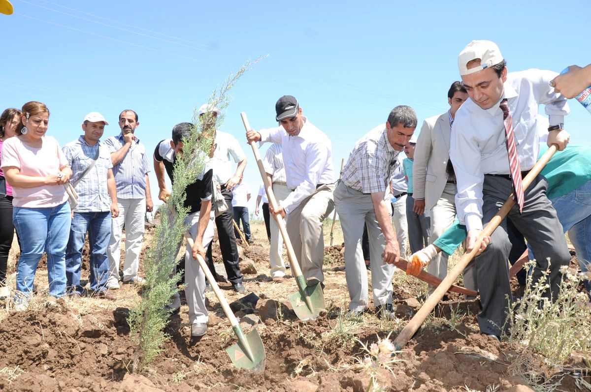 Barış Ormanı\'na 100 Adet Mavi Servi Dikildi