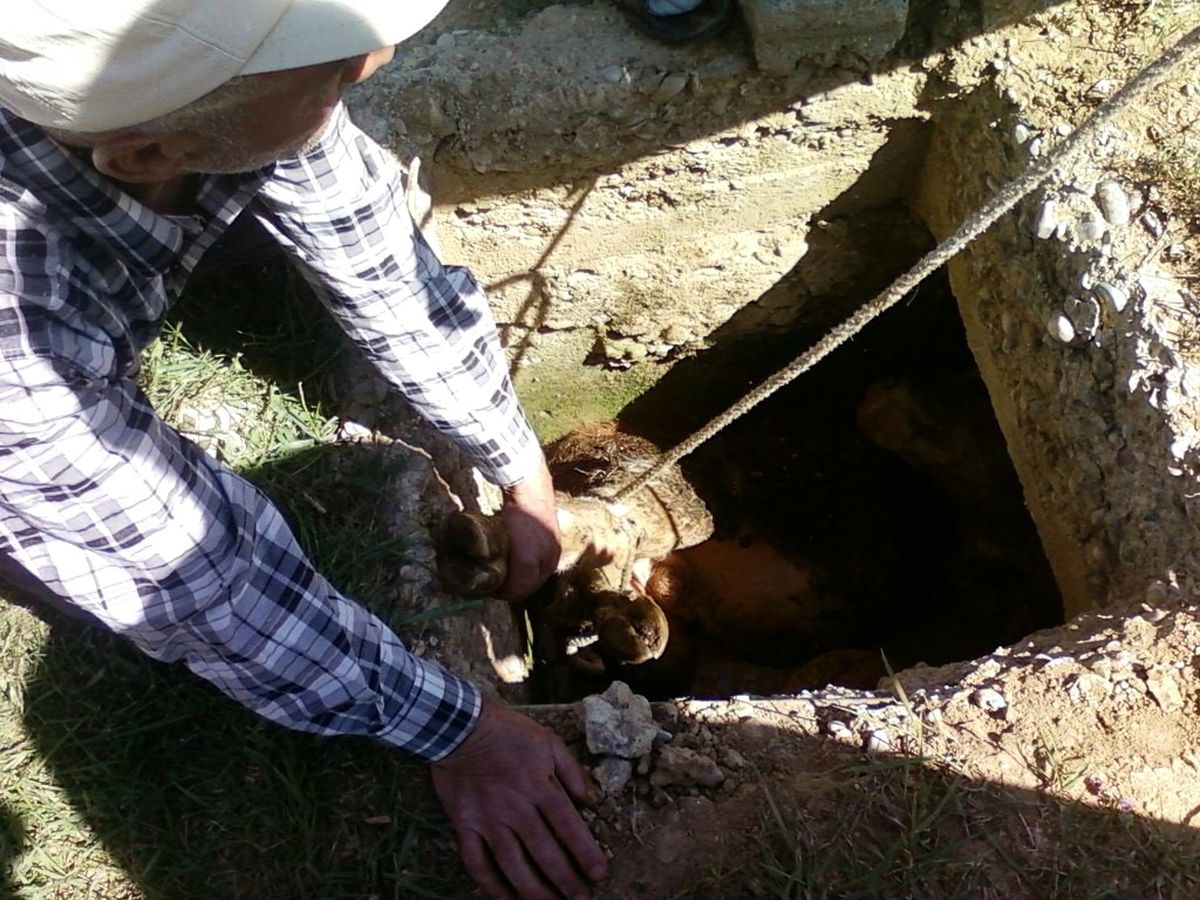 Kuyuya Düşen Buzağı Belediye Ekiplerince Kurtarıldı