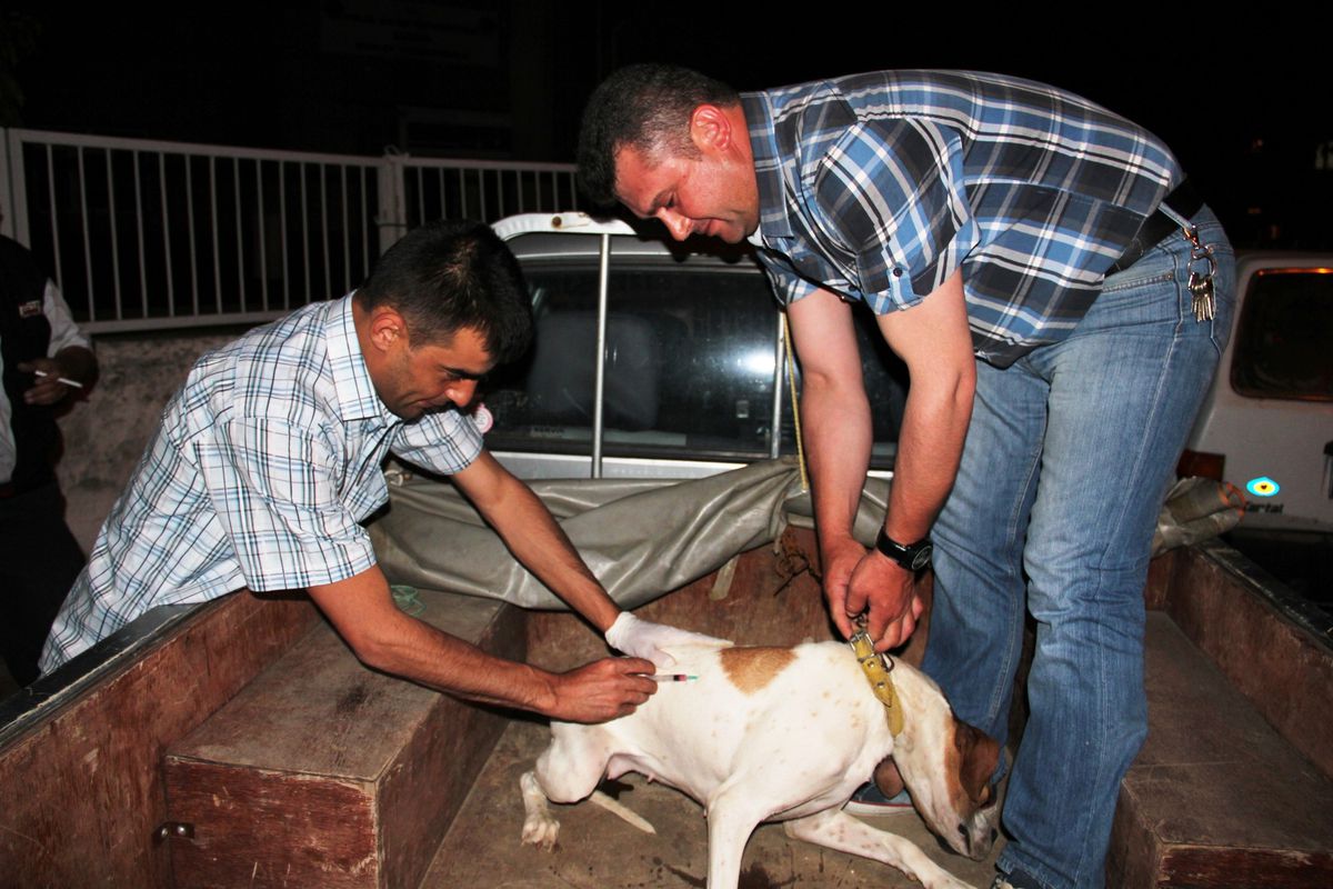 Sarıgöl\'de Av Köpekleri Aşılanıyor