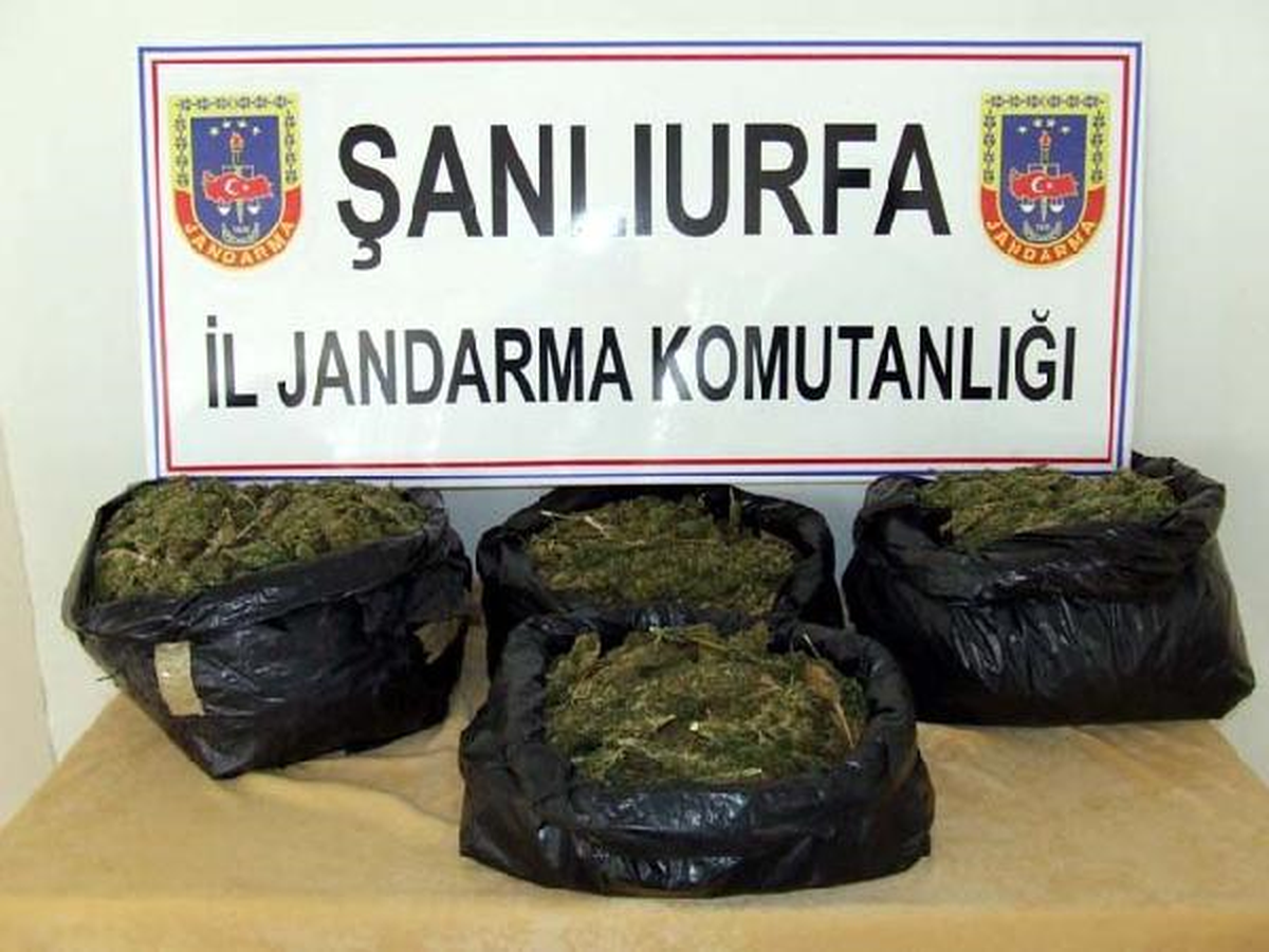 Siverek\'te 6 Bin Kök Hintkeneviri Ele Geçirildi