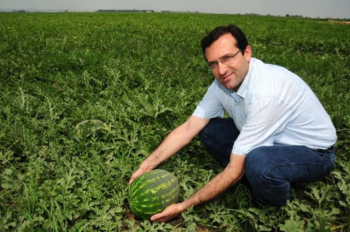 Adana Karpuzunda Buruk Hasat