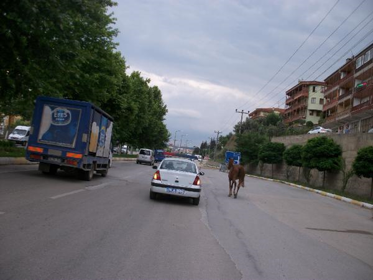 Başıboş At Trafiği Tehlikeye Düşürdü