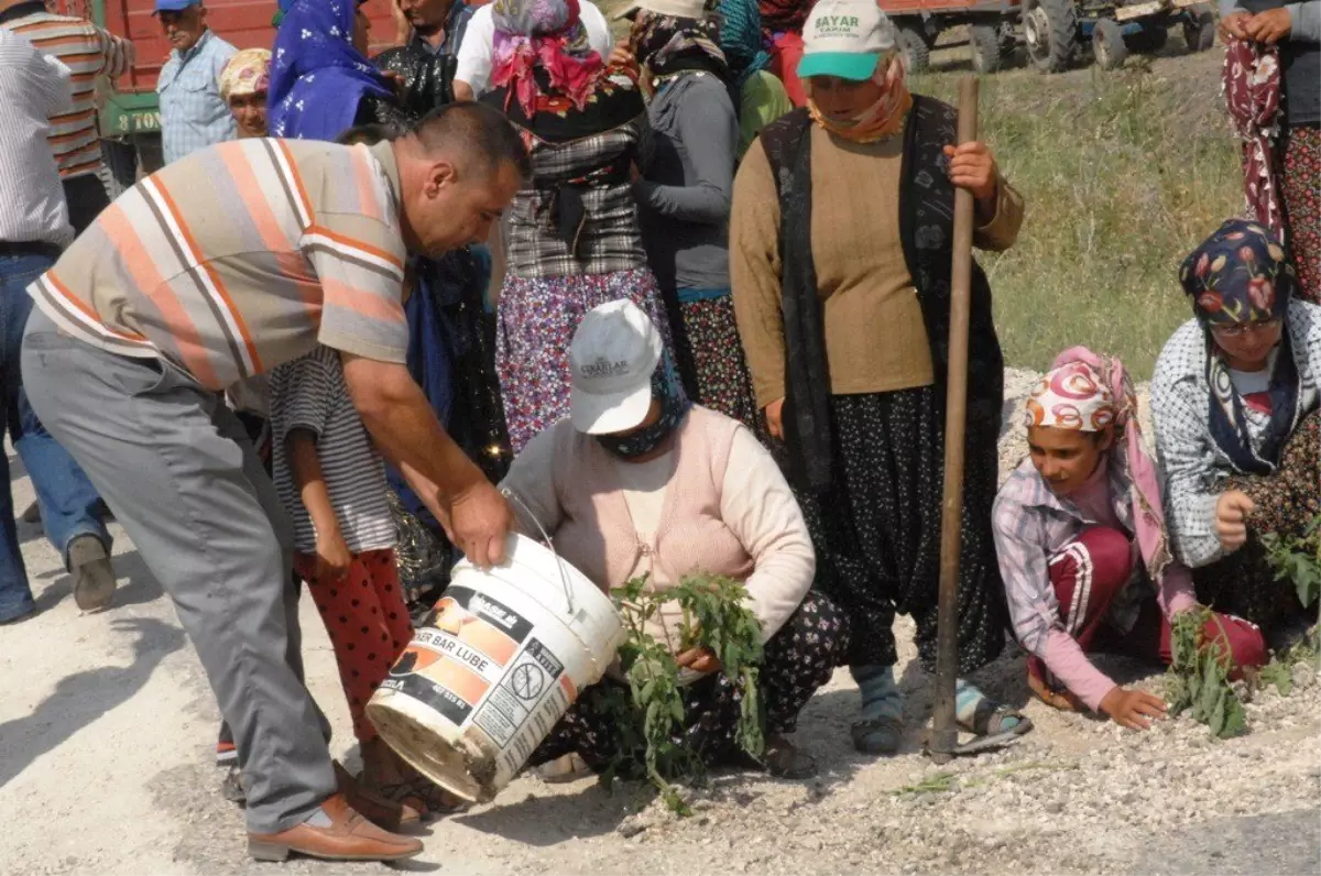 Bozuk Yolları Protesto Eden Köylüler, Yola Patlıcan, Domates ve Mısır Fidesi Dikti