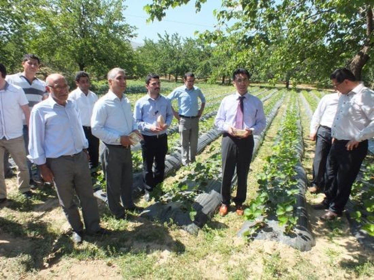 Doğanyol\'da Çilek Yetiştiriciliğine Yatırım