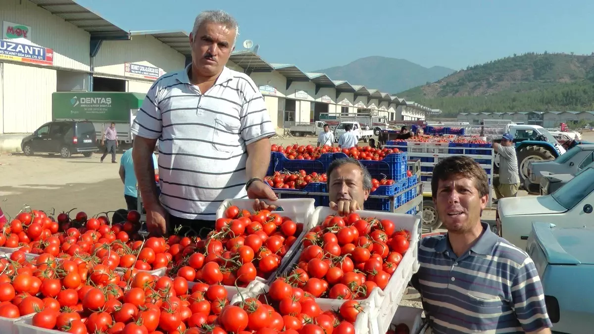 Domatesin Fiyatı 30 Kuruşa Düşünce Üreticisi Hüsrana Uğradı