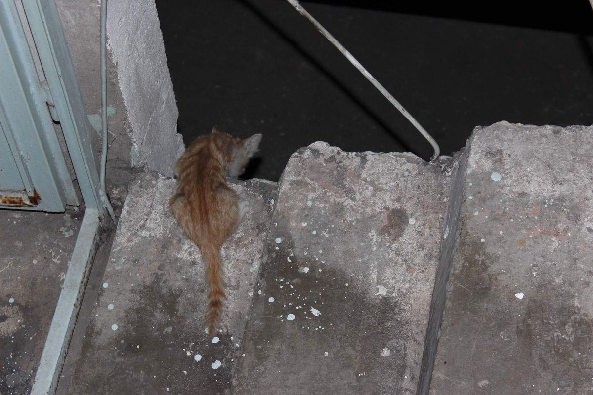 İtfaiyeden Kedi Kurtarma Operasyonu