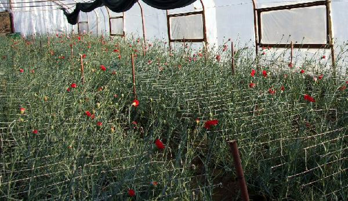 \'Kesme Çiçek Üreticiyi Fındığa Bağımlılıktan Kurtarır\'