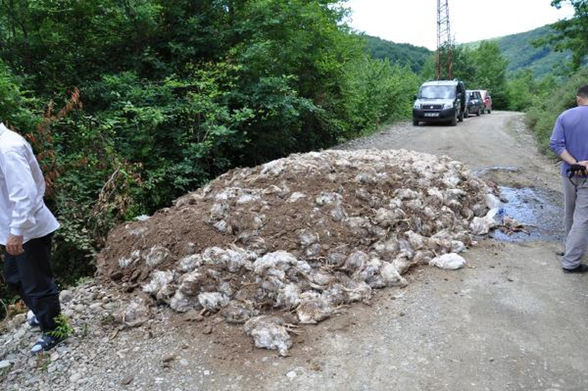 5 Ton Tavuk Leşi Köy Yoluna Döküldü