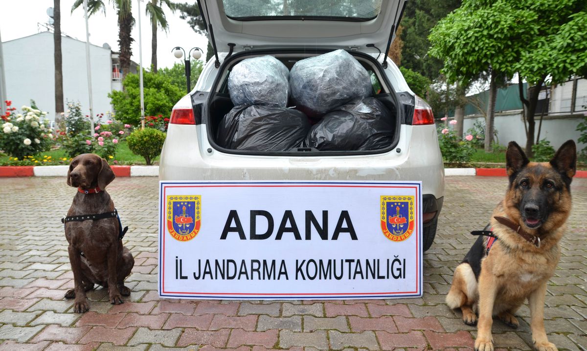 Adana\'da 71 Kilo Esrar Ele Geçirildi
