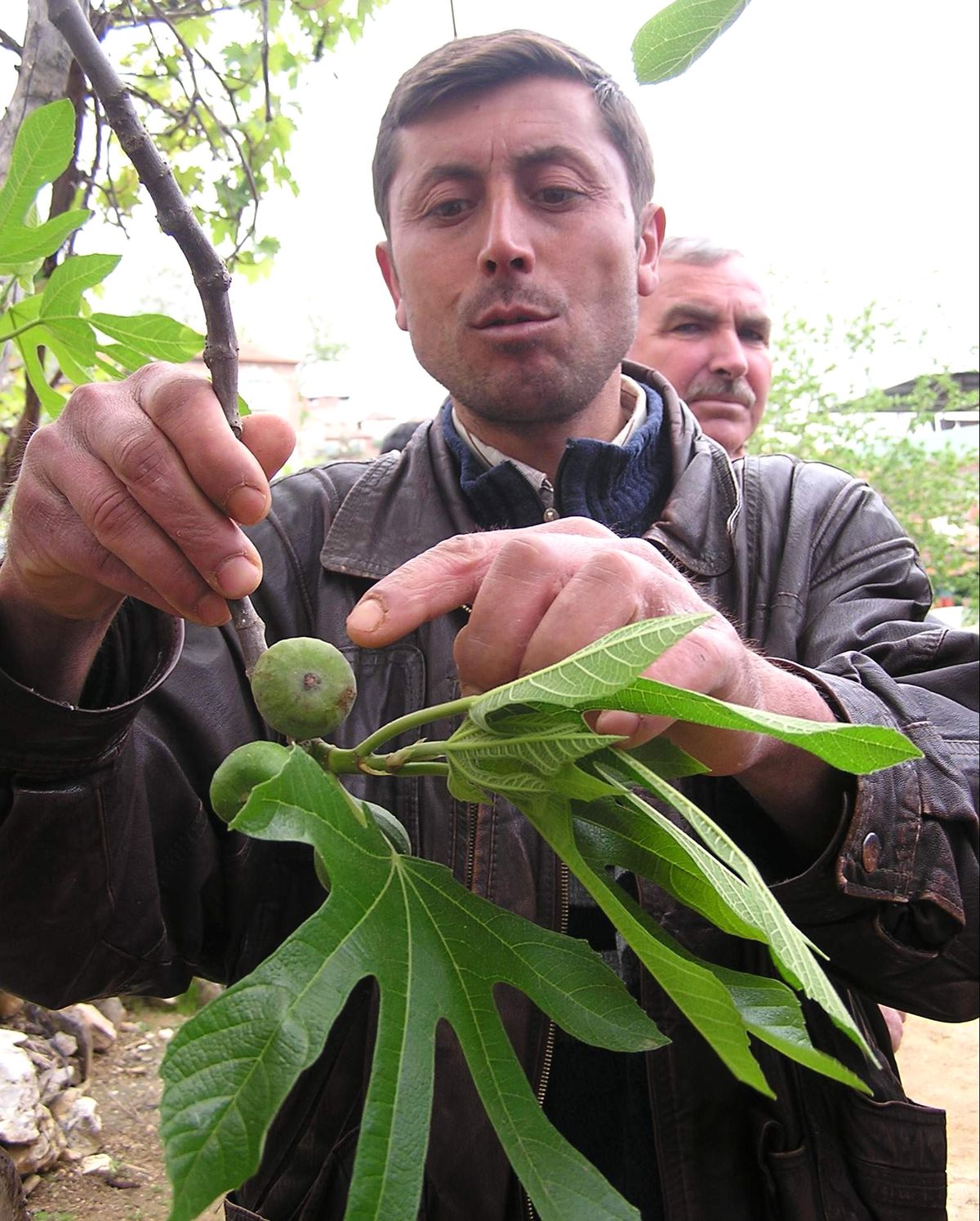 Aydın\'da İlekleme Sezonu Başladı
