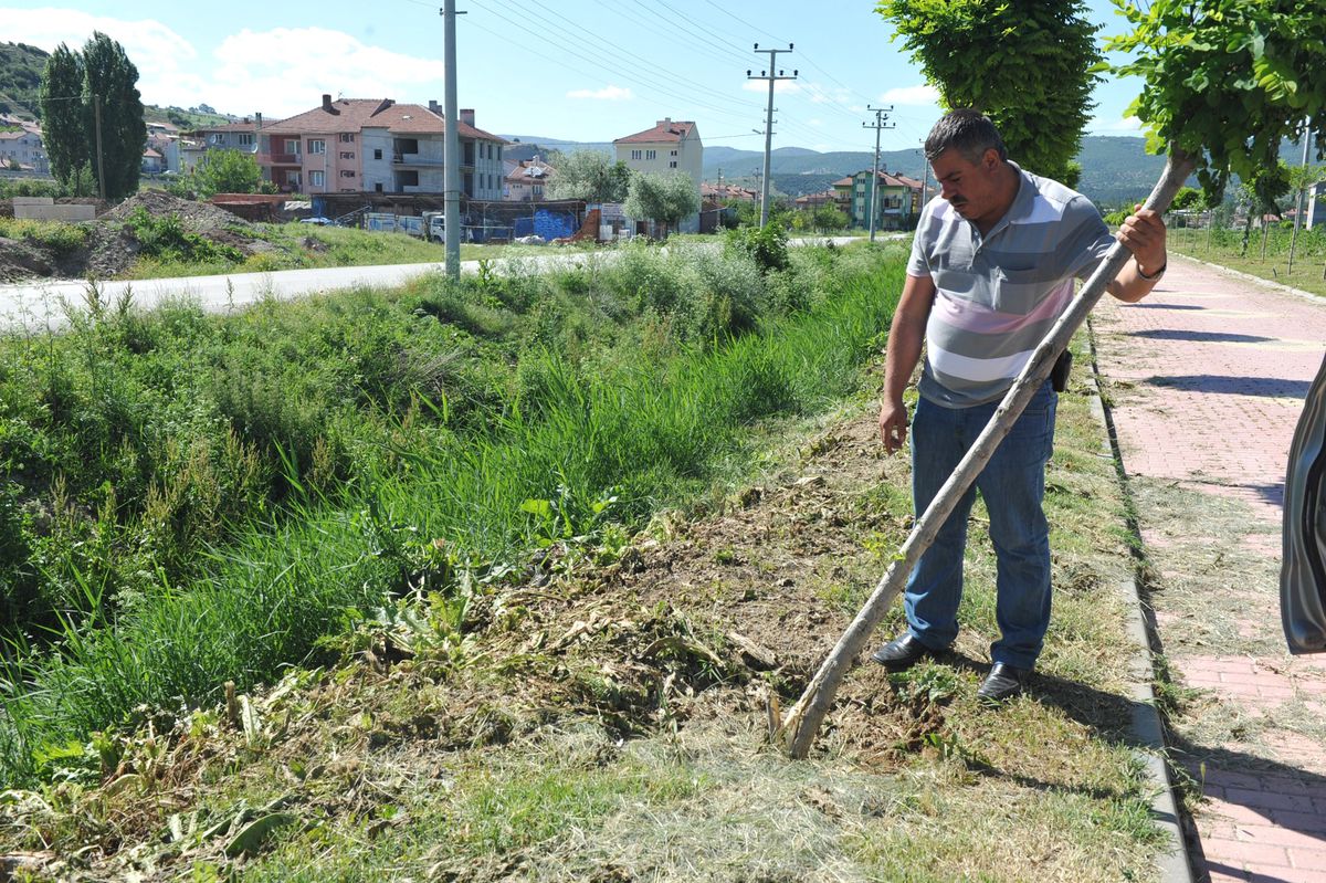 Bozüyük\'te Ağaç Katliamı