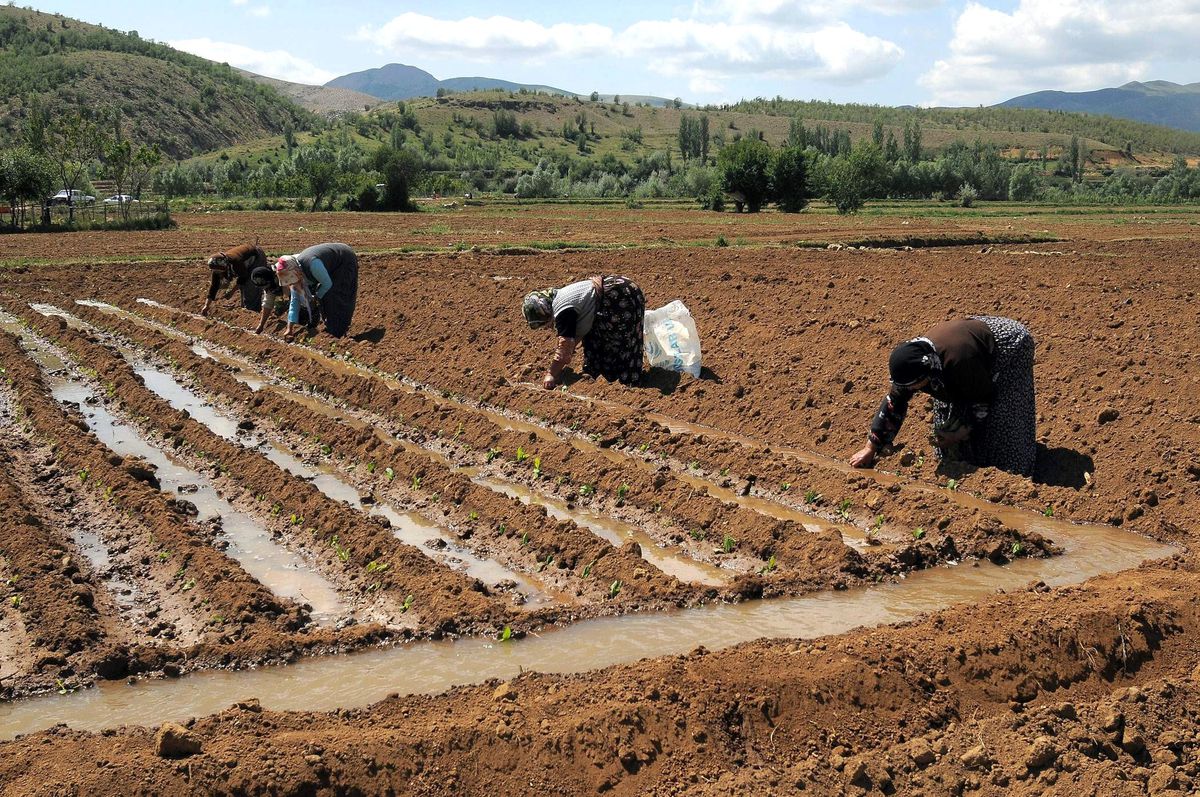 Çelikhan\'da Tütün Dikimi Başladı