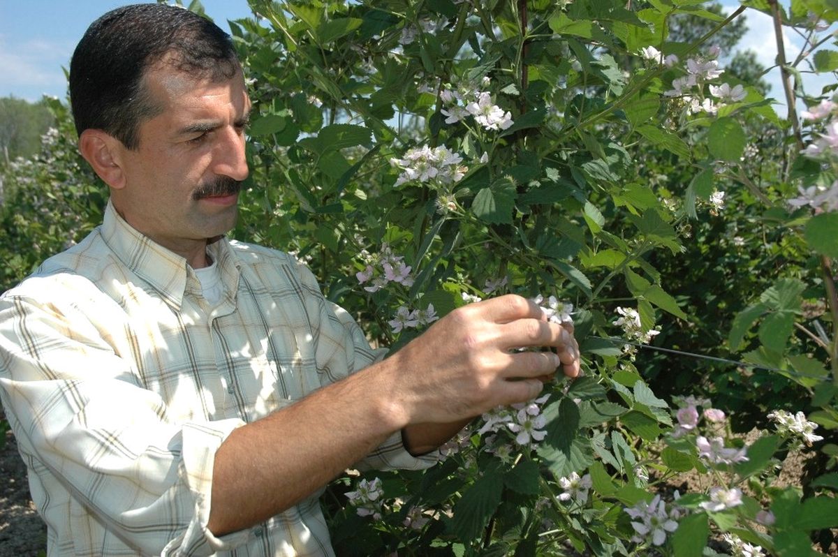Hobi Olarak Başladığı Böğürtlen Üreticiliği Geçim Kapısı Haline Geldi