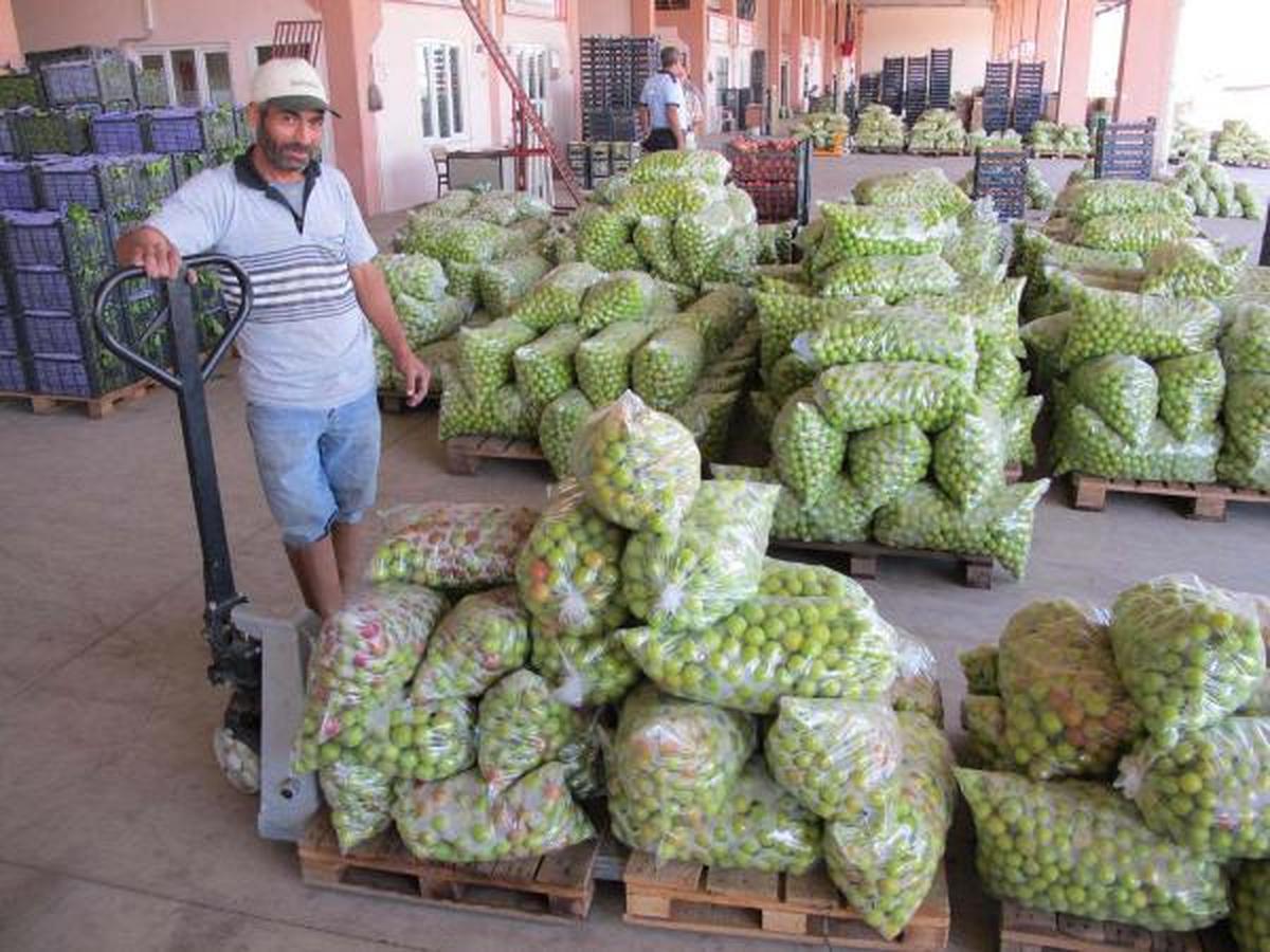 Turgutlu\'da Erikler Çöpe Gidiyor