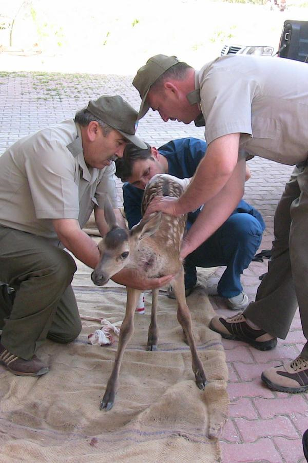 Yavru Geyiğe Köpekler Saldırdı