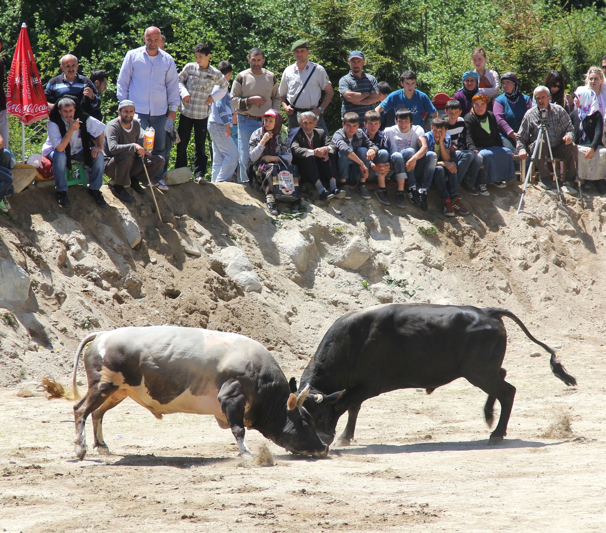 Ayder Festivali Boğa Güreşleriyle Sona Erdi