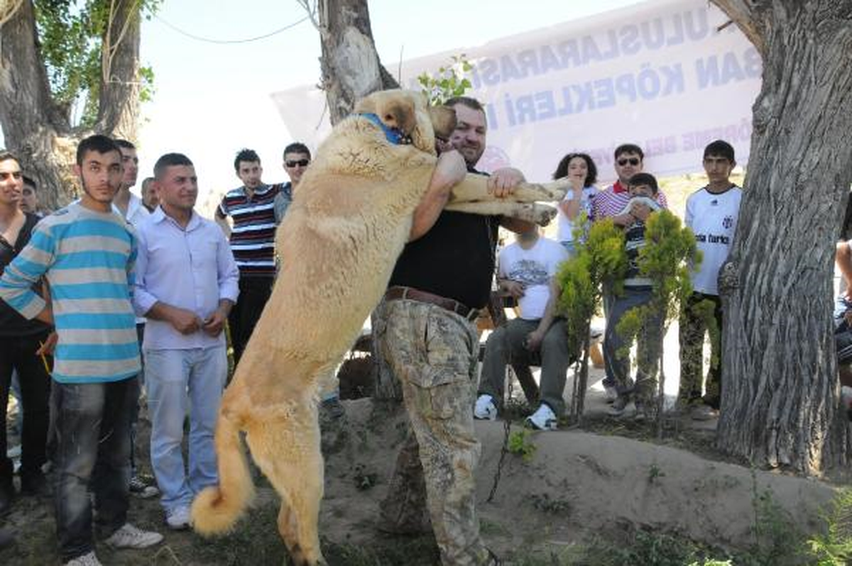 Çoban Köpekleri Göreme\'de Yarıştı
