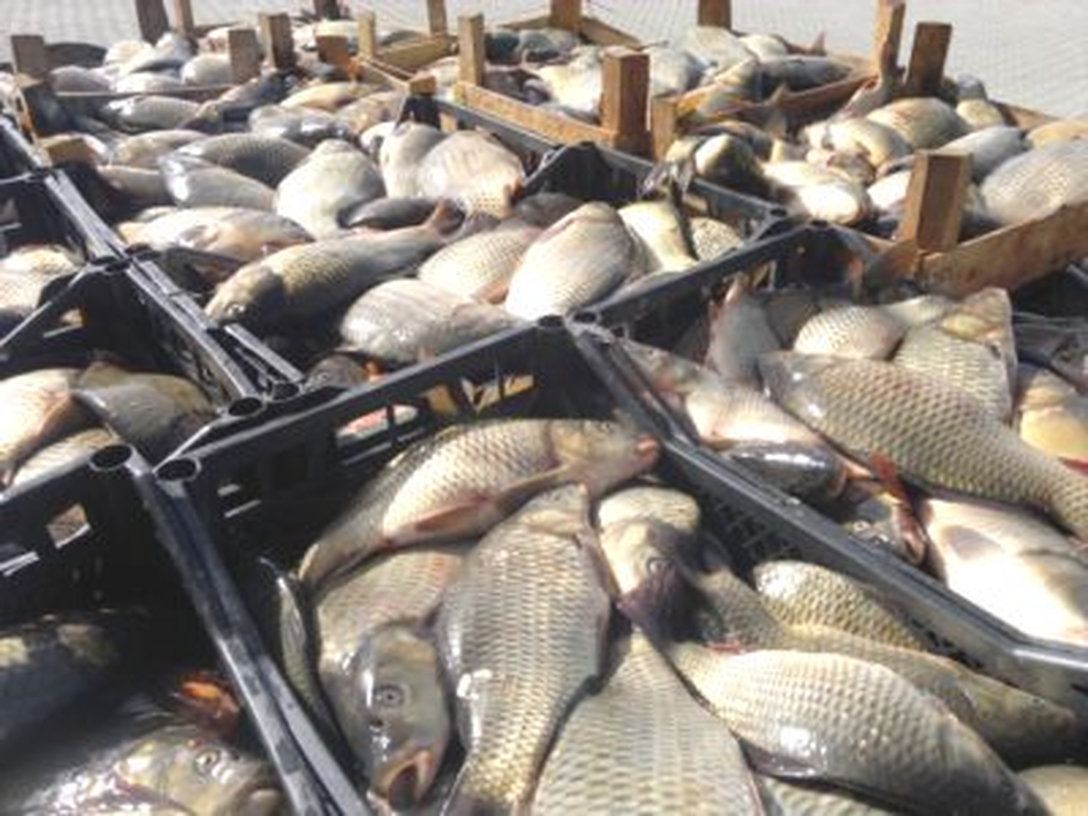 Elazığ\'da, Kaçak Avlanan 1 Ton Sazan Balığı Ele Geçirildi