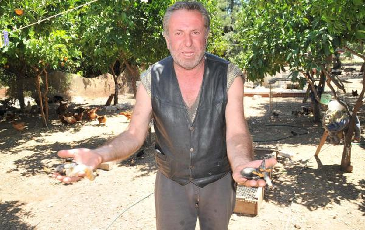 Yeşil Yumurta Çiftliğinde \'Tavuklara Zehir\' İddiası