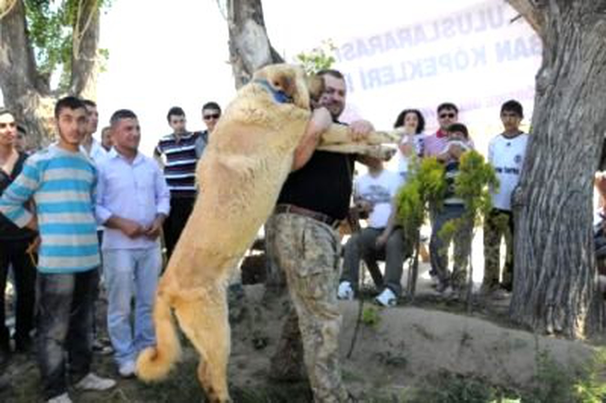 Anadolu Irkı Köpeklerin "Güzellik Mücadelesi"
