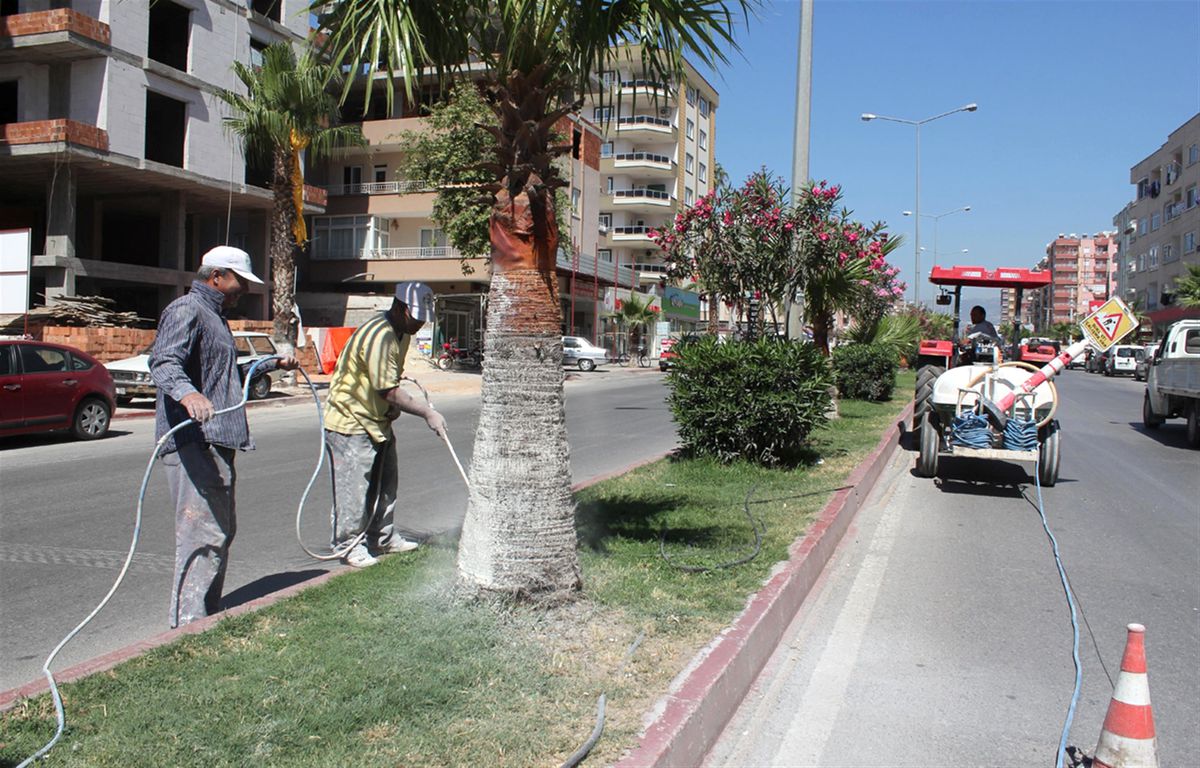 Belediye Ağaçları Haşerelere Karşı Kireçliyor