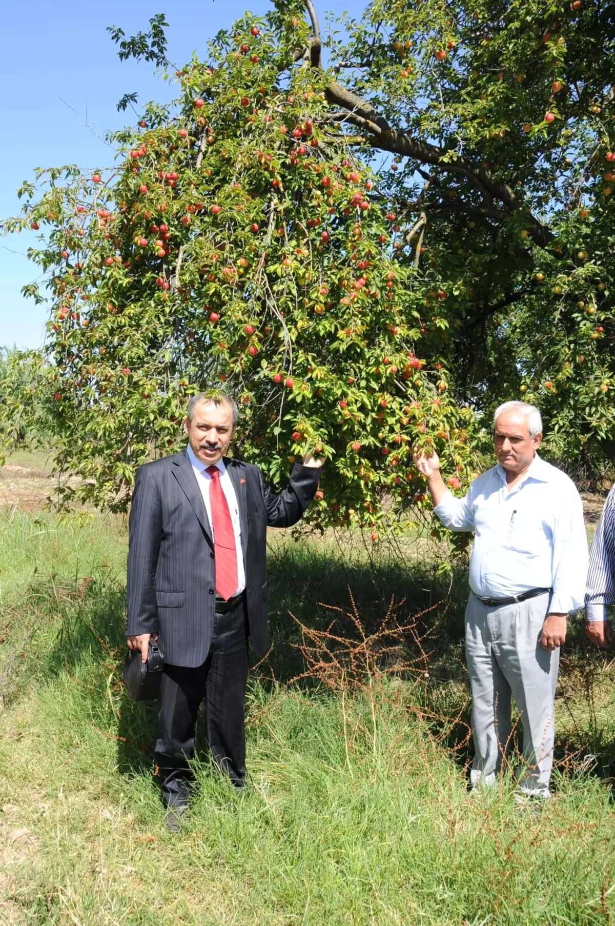 Erikleri Para Etmeyince Ağaçları Kesti