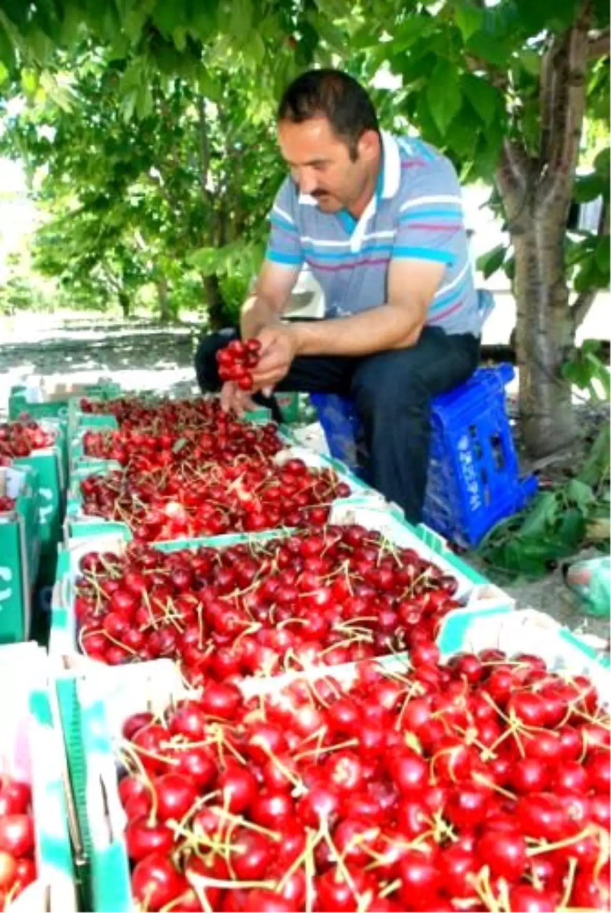 Tokat\'tan Rusya\'ya Kiraz İhracaatı