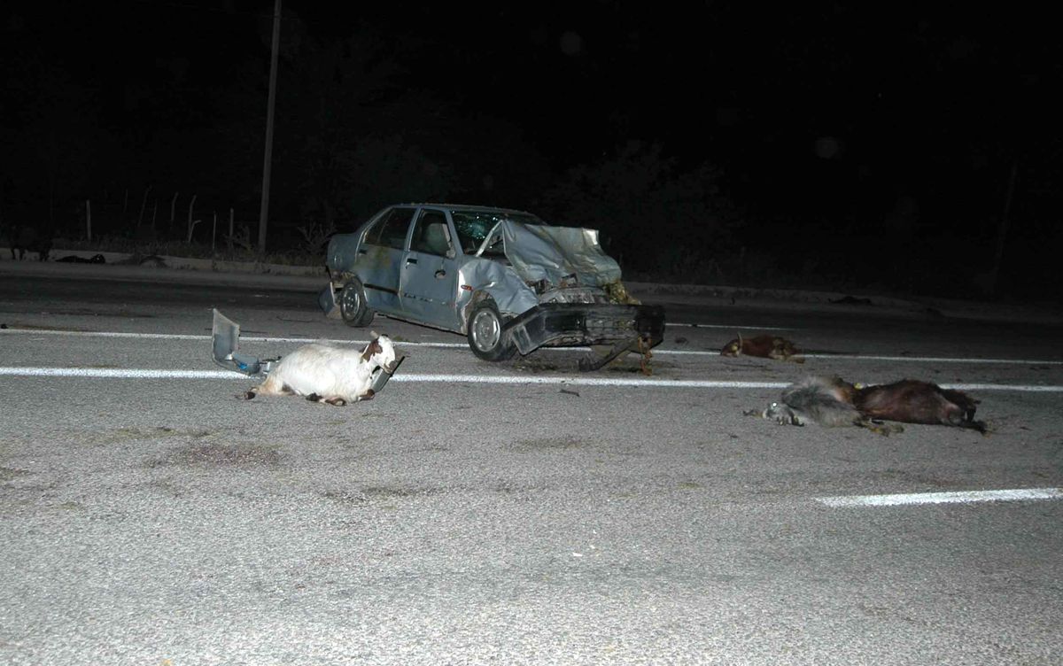 Trafik Canavarının Hedefi Koyunlar Oldu