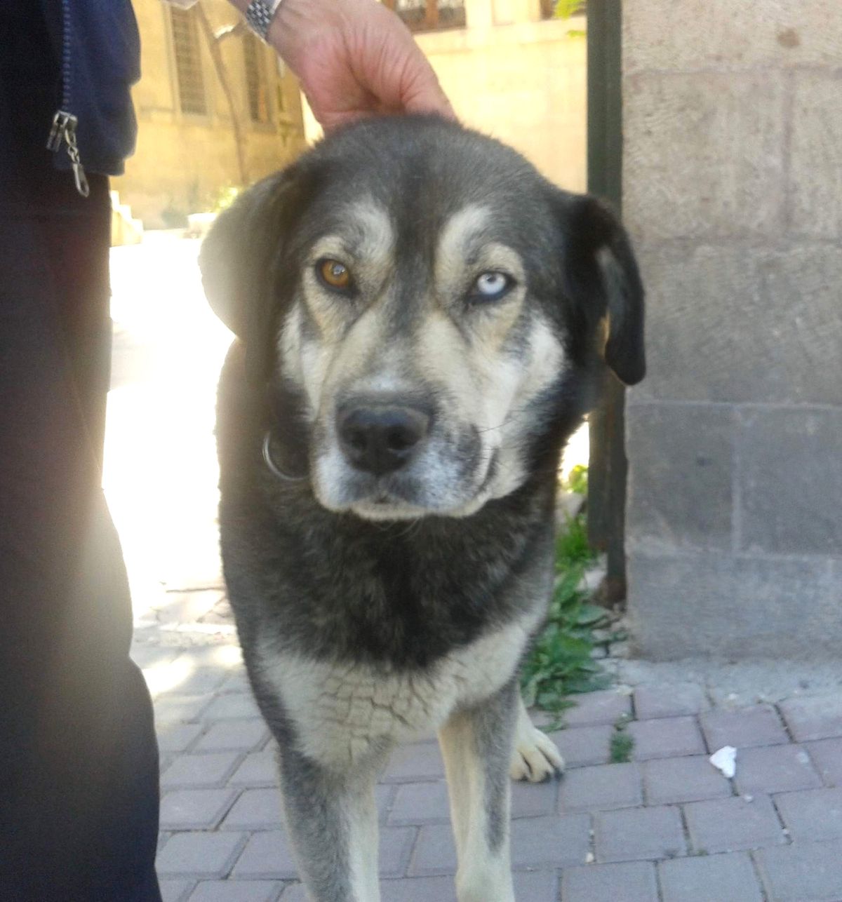 Van Kedisi Gibi Köpek