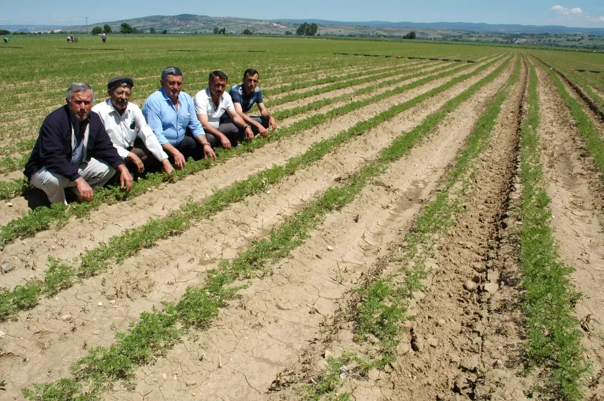 Yenişehir Çiftçisinin Yeni Ümidi Havuç