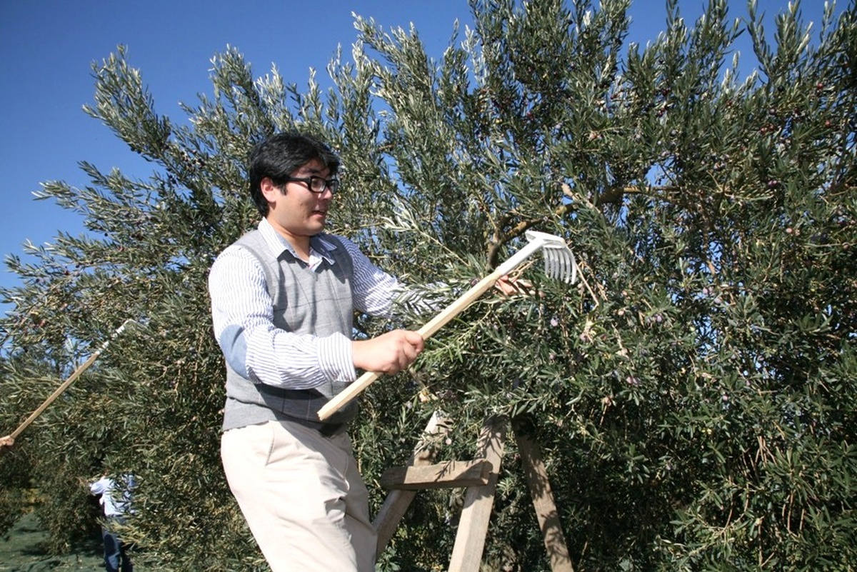 Zeytin İhracatına Nazar Değdi