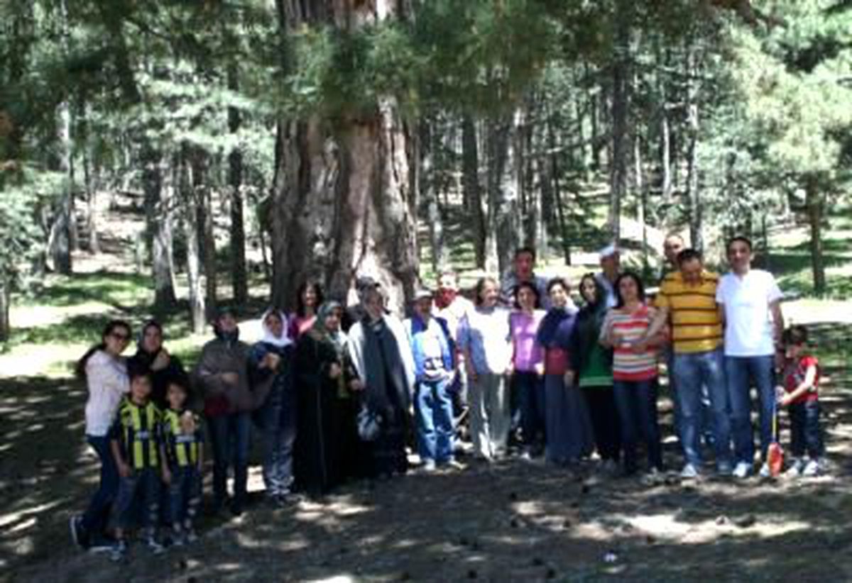 Altı Asırlık Çam İlgi Odağı Oldu