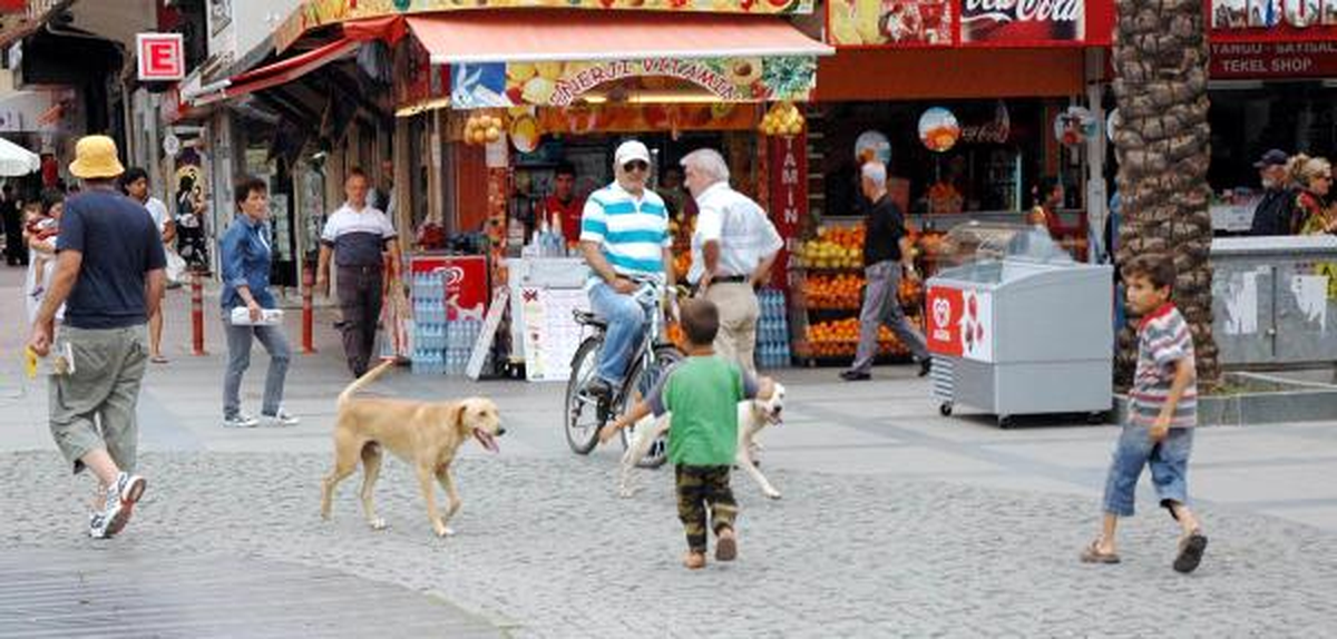 Antalya\'da Başıboş Köpekler Korku Salıyor