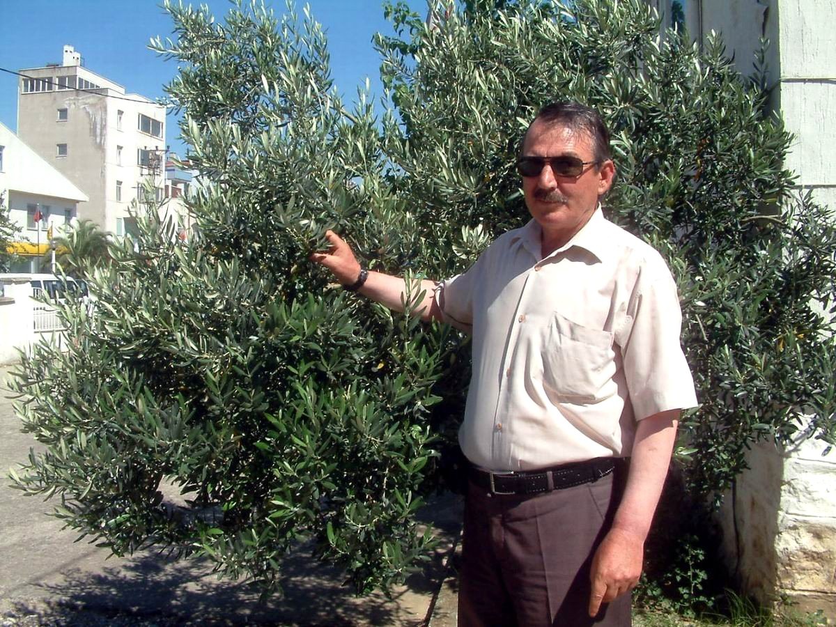 Burhaniye\'de Üriticinin Zeytin Dayanıksız Olacak İddiası