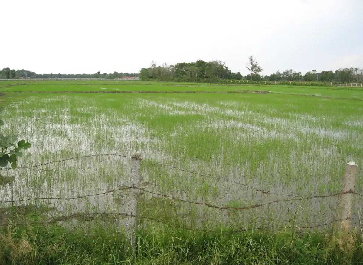 Çeltikte Yabancı Ot Mücadelesi Başladı