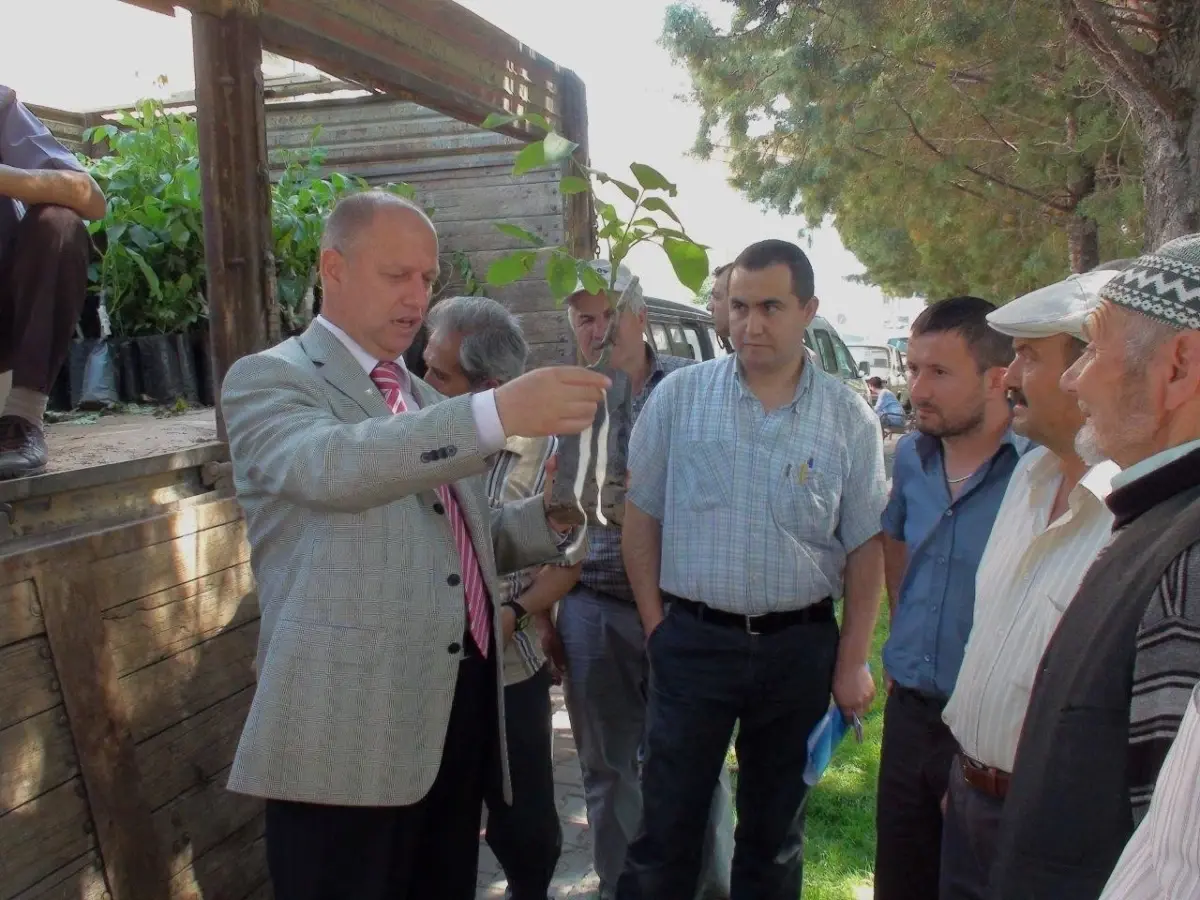 Gediz İlçe Tarım Müdürlüğü, Çiftçilere Sertifikalı İthal Ceviz Fidanı Dağıttı