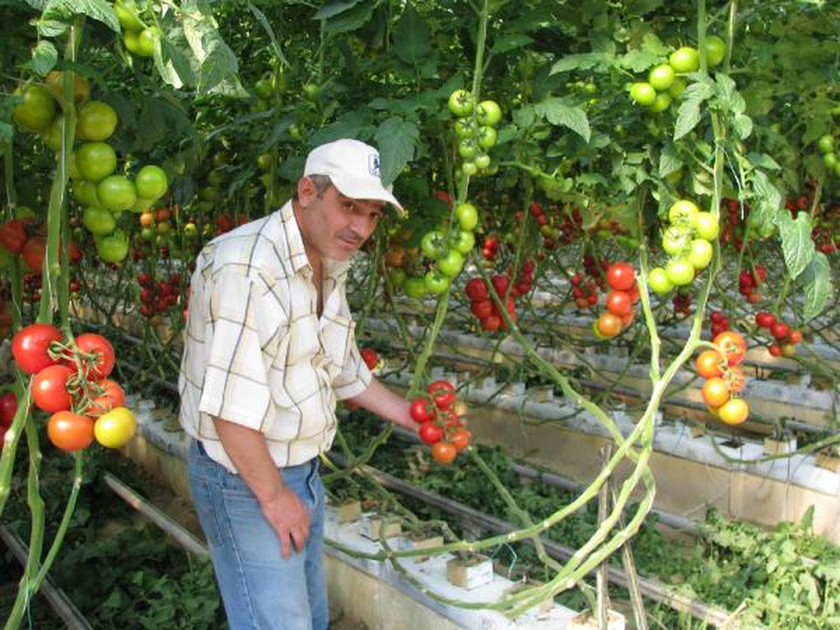 Jeotermal Serada Rekolte Düşüklüğü
