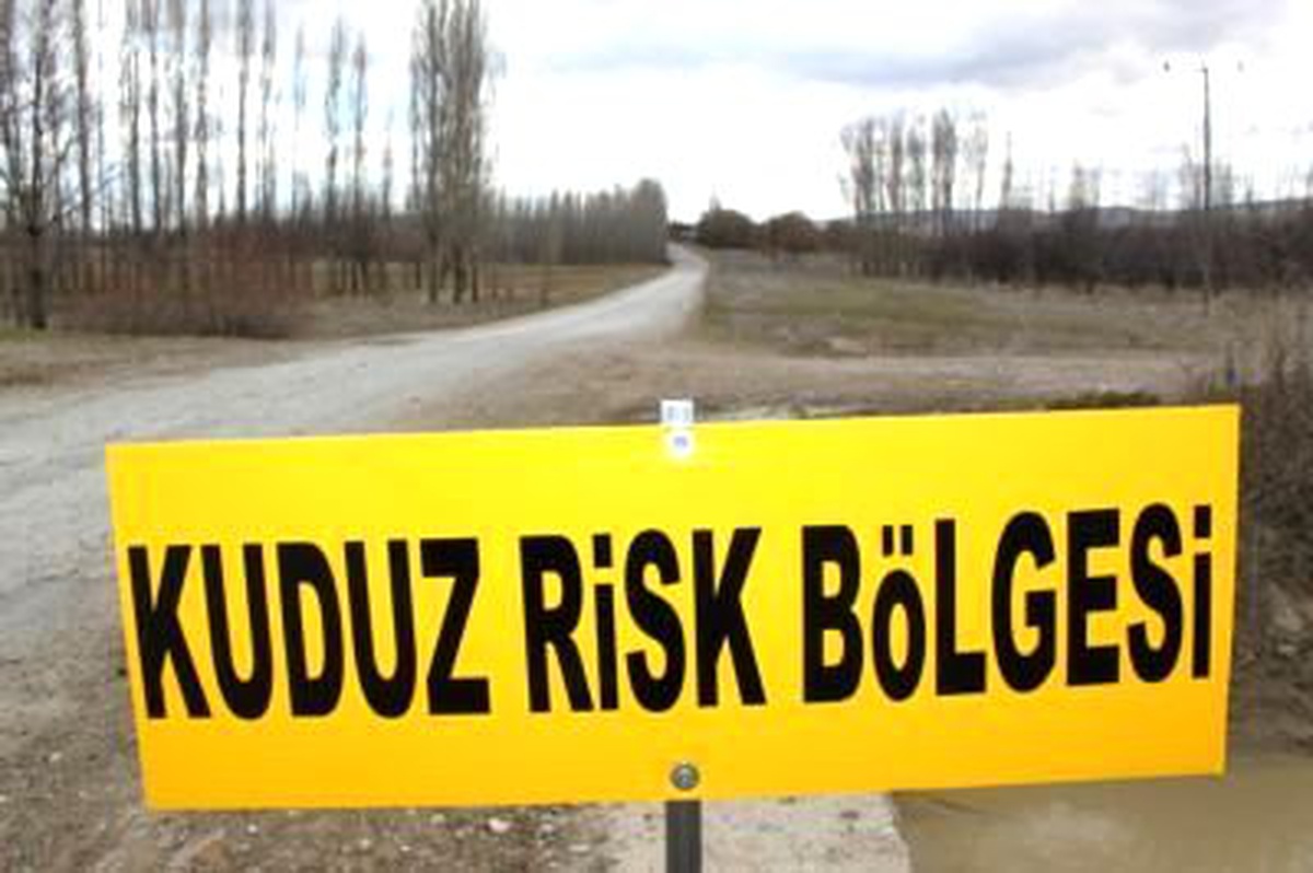 Kuduz Köpek Çocuğu Isırdı, 4 Mahalle Karantinaya Alındı