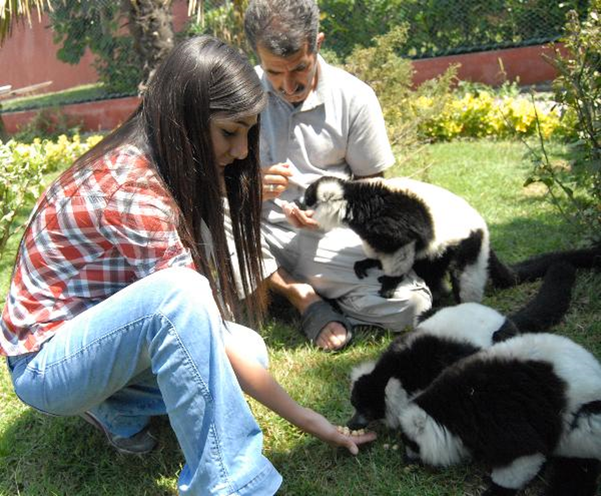 Lemurları Elleriyle Besliyorlar