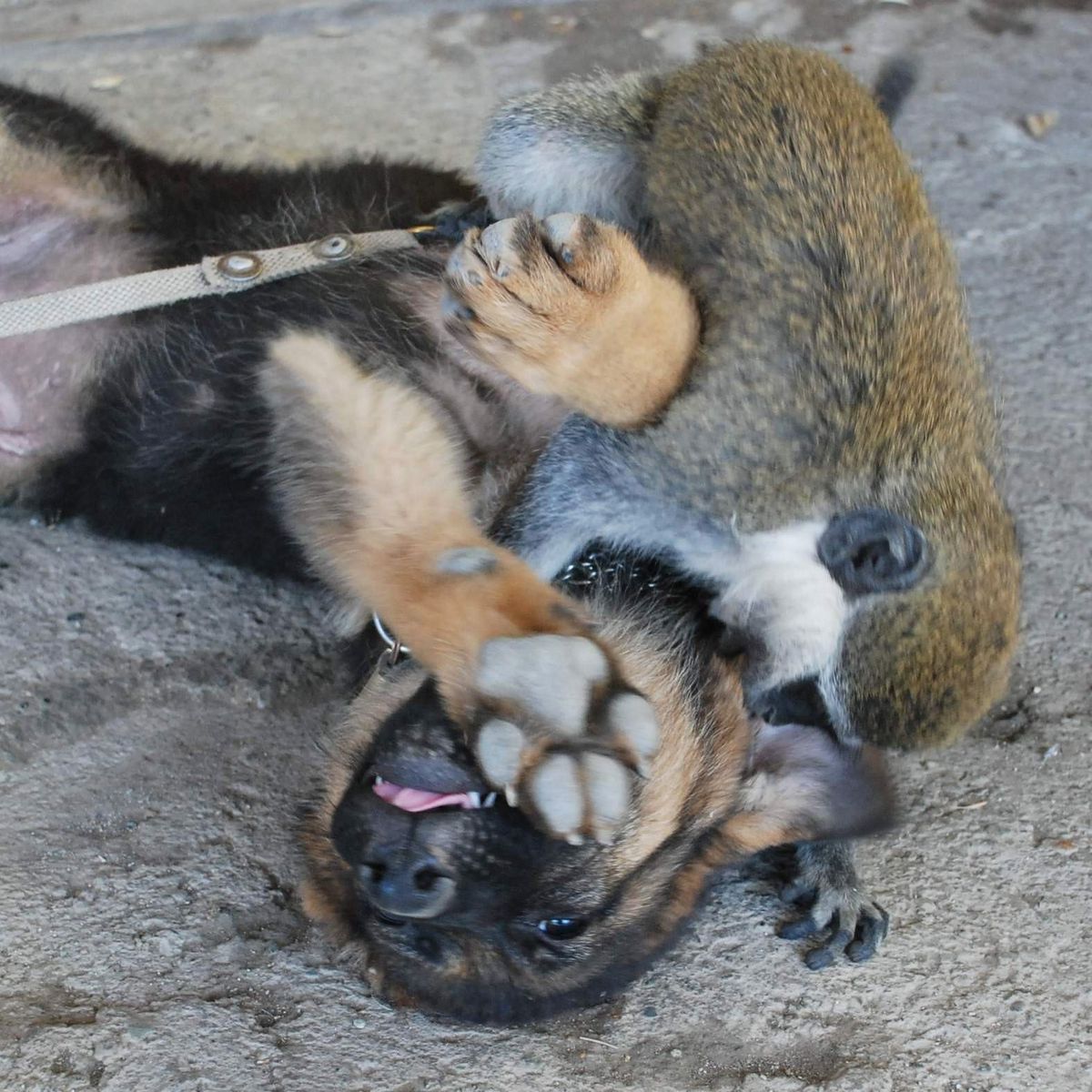 Maymunla Köpeğin Dostluğu