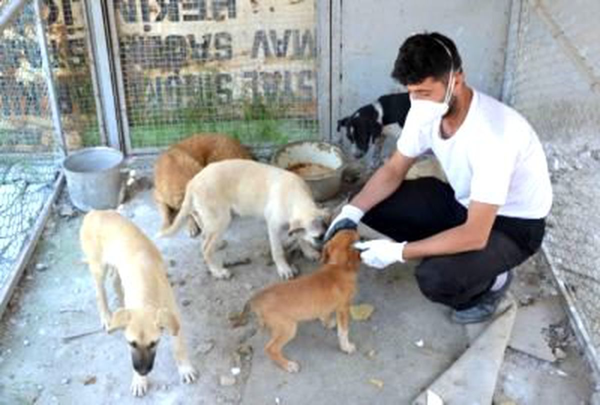 Simav\'da Başıboş Köpekler Kısırlaştırılıyor