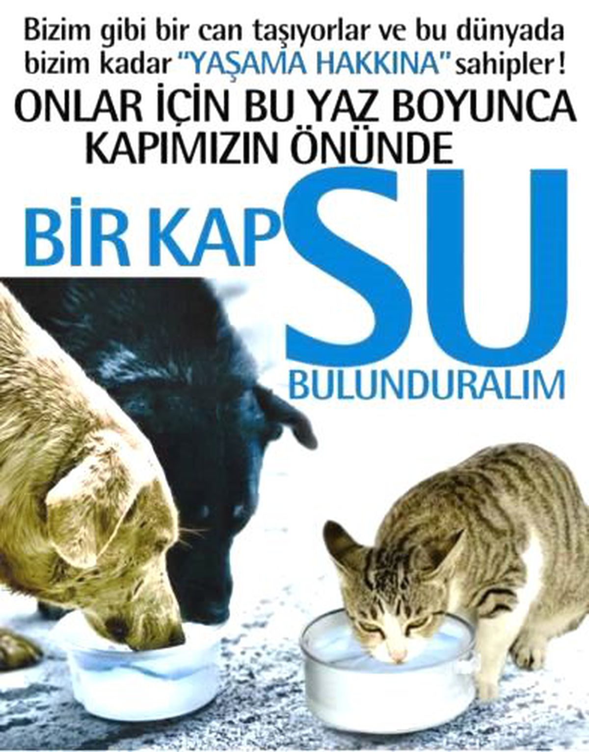 Büyükşehir Belediyesi Sokak Hayvanları İçin Kampanya Başlattı