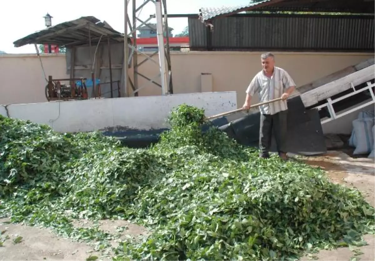 Çay Üreticisine Para Yerine Yağ, Makarna, Un,şeker